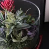 Northlight 8" Mixed Succulent Artificial Arrangement In Round Glass Jar - Green/Pink -Northlight GUEST 087bb9f9 549a 477c 94f4 4579ca58ba60