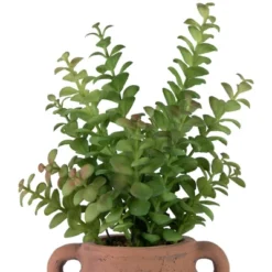 Northlight Real Touch™ Artificial Privet Plant In Vintage Milk Can Style Earthenware Pot - 14" -Northlight GUEST 1a1172c0 8aee 449c 8a57 8427e2db7a0e