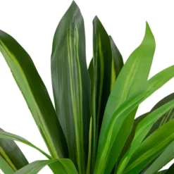 Northlight 36" Two-Tone Green Dracaena Artificial Potted Plant 13 Northlight 36" Two-Tone Green Dracaena Artificial Potted Plant -Northlight GUEST 1b66c158 c164 4685 a6b0 15c1811b3cbe