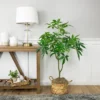 Northlight 4' Artificial Unbraided Potted Green Money Tree -Northlight GUEST 1da72b68 4b52 45db b6c7 c073a7ecd0ef