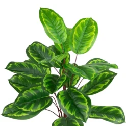 Northlight 30" Two-Tone Green Calathea Artificial Potted Plant 8 Northlight 30" Two-Tone Green Calathea Artificial Potted Plant -Northlight GUEST 28577e23 61e1 423c afc8 ce4549ddd08a