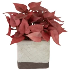 Northlight Real Touch™ Brick Red Artificial Peperomia Plant In Square Lattice Designed Pot - 7 " -Northlight GUEST 2e62003f a1f8 43ef 81b2 862f0cfb744a