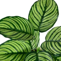 Northlight 13" Artificial Arrowroot Plant In Beige Ceramic Pot -Northlight GUEST 5014b969 ba59 42e5 90d4 901bac4f896e