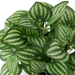 Northlight 6.5" Artificial Watermelon Peperomia Plant In White Pot -Northlight GUEST 55e6f3a1 49ee 430c b99a c60fadc5c900