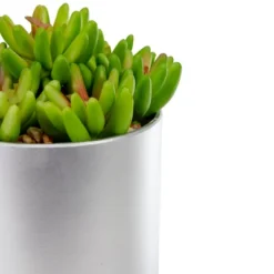 Northlight 4.75" Potted Red And Green Artificial Sedum Succulent -Northlight GUEST 62181c8d 055b 4a78 83d2 25d040f69a11