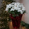 Northlight 26" White Artificial Christmas Poinsettia In Red Wrapped Base -Northlight GUEST 6efc75e4 04b0 47eb 8c31 7505aef26b70