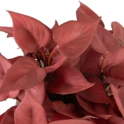 Northlight Real Touch™ Brick Red Artificial Peperomia Plant In Square Lattice Designed Pot - 7 " -Northlight GUEST 70def9b5 7523 4339 9c8e 8910be785f4f