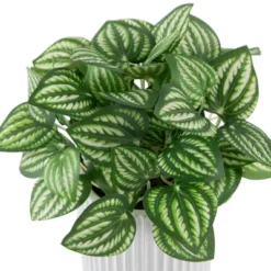 Northlight 6.5" Artificial Watermelon Peperomia Plant In White Pot -Northlight GUEST 9079f9c0 50f3 48c3 a793 402ad44bf4dd
