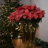 Northlight 28" Dark Pink Artificial Christmas Poinsettia With Gold Wrapped Base 1 Northlight 28" Dark Pink Artificial Christmas Poinsettia With Gold Wrapped Base -Northlight GUEST 92edeb36 945e 4f26 9900 20c26df24a8c