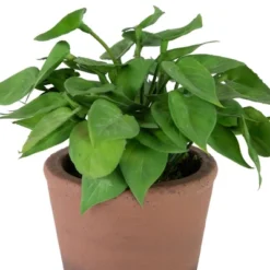 Northlight Real Touch™ Artificial Peperomia Watermelon Begonia Plant In Terracotta Style Pot - 7" 12 Northlight Real Touch™ Artificial Peperomia Watermelon Begonia Plant In Terracotta Style Pot - 7" -Northlight GUEST 96e464ba 6fd1 4979 9051 71eed69061b0