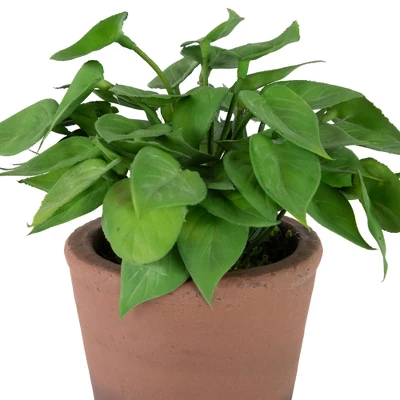 Northlight Real Touch™ Artificial Peperomia Watermelon Begonia Plant In Terracotta Style Pot - 7" 6 Northlight Real Touch™ Artificial Peperomia Watermelon Begonia Plant In Terracotta Style Pot - 7" - Image 4