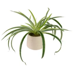 Northlight 20" Artificial Dracaena Plant In Beige Ceramic Pot -Northlight GUEST 9d1a958d d333 46d4 8234 7fe0ff843c34
