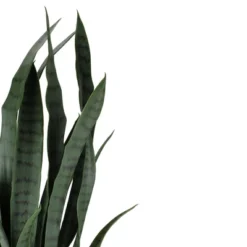 Northlight 29" Potted Two Tone Green And Black Artificial Snake Plant -Northlight GUEST a4b75d5c 1271 4a5c 81a0 a26373f70f86