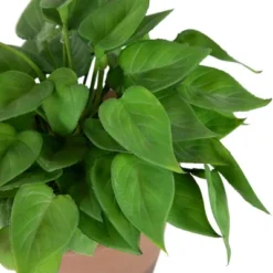 Northlight Real Touch™ Artificial Peperomia Watermelon Begonia Plant In Terracotta Style Pot - 7" 13 Northlight Real Touch™ Artificial Peperomia Watermelon Begonia Plant In Terracotta Style Pot - 7" -Northlight GUEST ad7cdec5 a507 4b2c bc90 d738c6d602ef