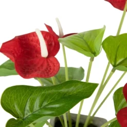 Northlight 12" Red Anthurium Spring Floral Artificial Plant In A Square Pot -Northlight GUEST aef0b94f 2696 45aa abb6 7ff33668bbde