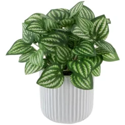 Northlight 6.5" Artificial Watermelon Peperomia Plant In White Pot -Northlight GUEST b0d66988 1823 43f5 9d15 74b5c49a9c43