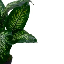 Northlight 36" Artificial Green And Ivory Variegated Leaf Dieffenbachia Potted Plant -Northlight GUEST b31922d8 b1fa 4887 a24a c508309c9dd1