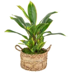 Northlight 25" Dracaena Artificial Potted Plant - Green/White -Northlight GUEST bae704e3 ac06 4e5d 9459 04eb7631f95a