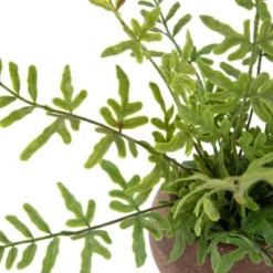 Northlight Real Touch™ Artificial Fern Plant In Orb Pot 11" -Northlight GUEST bed5cc52 9481 4838 b19d cda516f41fb7