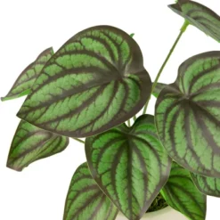 Northlight 10.25" Artificial Peperomia Plant In Two-Tone Ceramic Pot -Northlight GUEST c2672db8 86e5 4fc6 9ac4 75c6abe68940