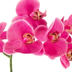 Northlight Real Touch™ Pink Artificial Spring Orchids In A Striped Ceramic Pot 2" -Northlight GUEST cd41d2f6 fc3e 4e63 b6e2 ec95eb98413e