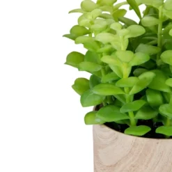 Northlight 10" Green Artificial Privet Plant In Faux Wood Pot -Northlight GUEST ddbb653c 2efc 40a5 828e 194247d02f2b