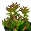 Northlight 8" Mixed Succulent Artificial Plant Arrangement In Pot - Green/Red 1 Northlight 8" Mixed Succulent Artificial Plant Arrangement In Pot - Green/Red -Northlight GUEST ded2932b 616c 4f16 bbe6 607d43679b4d