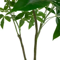 Northlight 4' Artificial Unbraided Potted Green Money Tree -Northlight GUEST e3bbff48 72e4 407c 9eda e081df5f8785