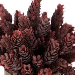 Northlight 8" Burgundy Red Wild Flower Artificial Plant In A Textured Lined Pot -Northlight GUEST e468cc09 3dd1 498f 92d8 e5edcc094ca1