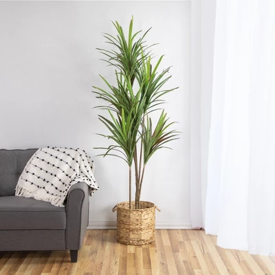 Northlight 5.5' Green Artificial Dracaena Marginata Plant In Black Pot 3 Northlight 5.5' Green Artificial Dracaena Marginata Plant In Black Pot