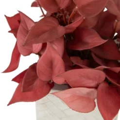 Northlight Real Touch™ Brick Red Artificial Peperomia Plant In Square Lattice Designed Pot - 7 " -Northlight GUEST f8be36eb 260a 4740 a2df be126ce6c18d